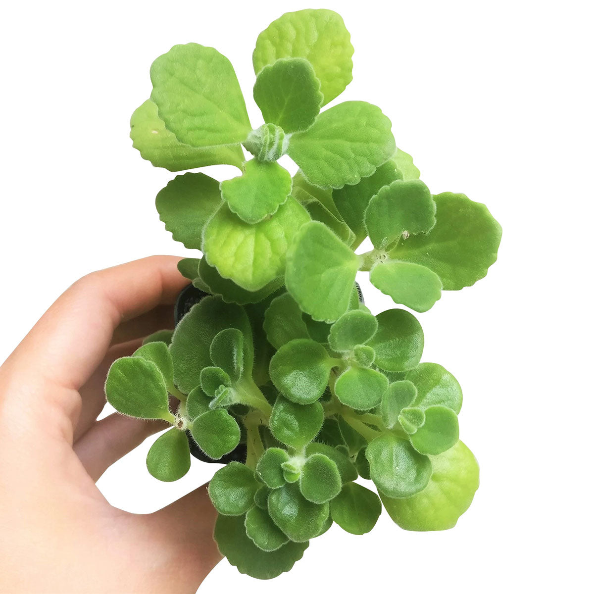 succulent that smells like lemon Lobster Flower Plectranthus neochilus | Succulents Care
