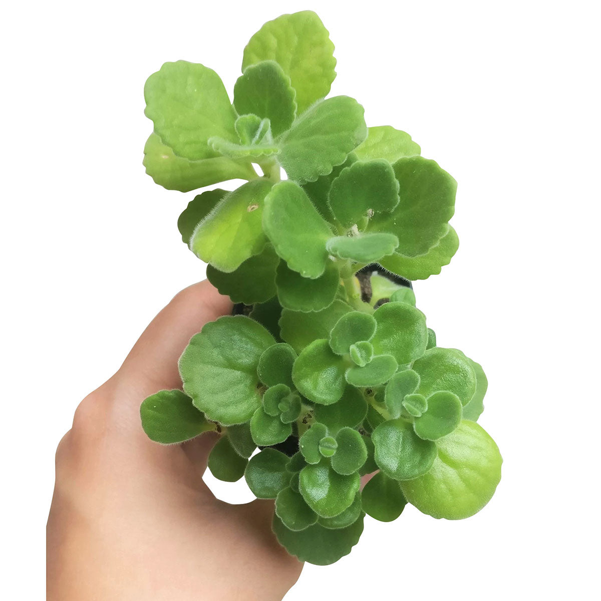 lobster succulent plant Lobster Flower Plectranthus neochilus | Succulents Care