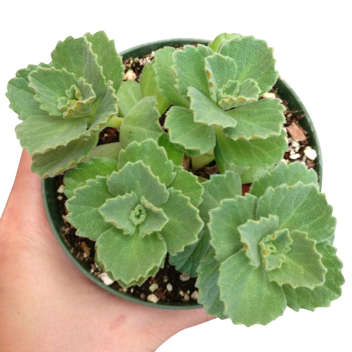lobster succulent Lobster Flower Plectranthus neochilus | Succulents Care