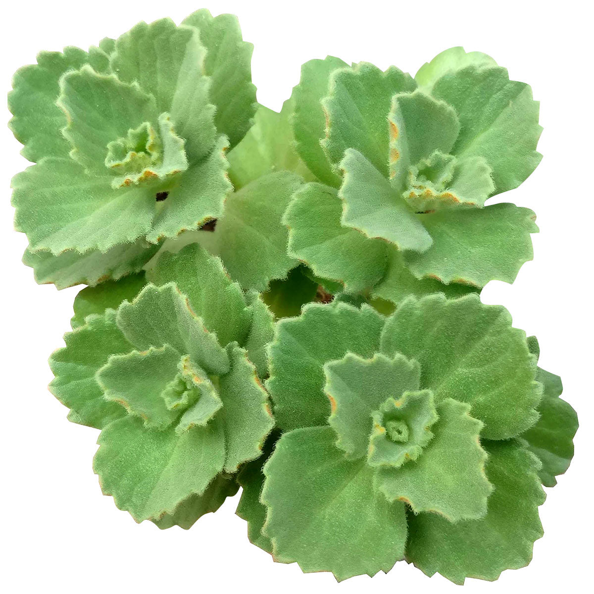 succulent plectranthus Lobster Flower Plectranthus neochilus | Succulents Care