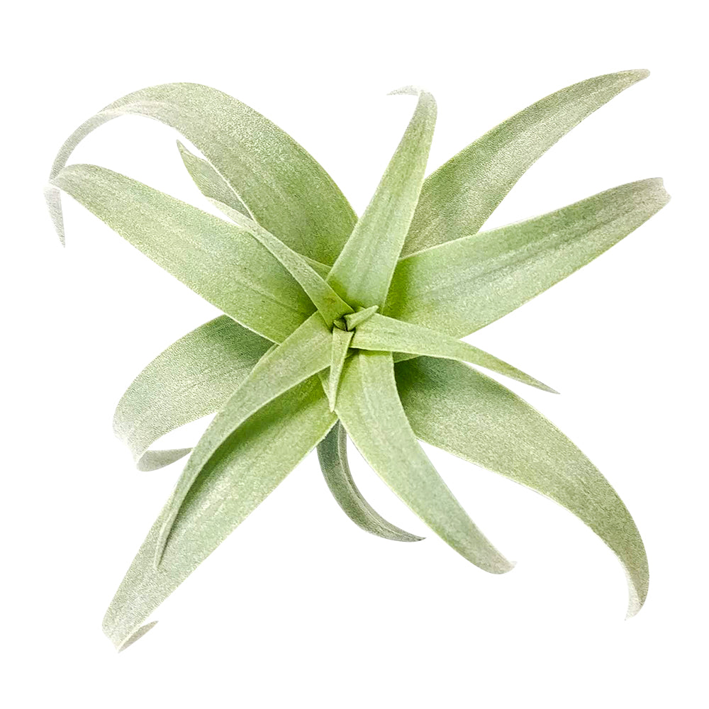 Tillandsia Nana air plant for sale, How to grow Tillandsia Nana air plant indoor, How to care for Tillandsia Nana air plants, air plants subscription box delivered monthly, air plants gift ideas, rare air plants for sale