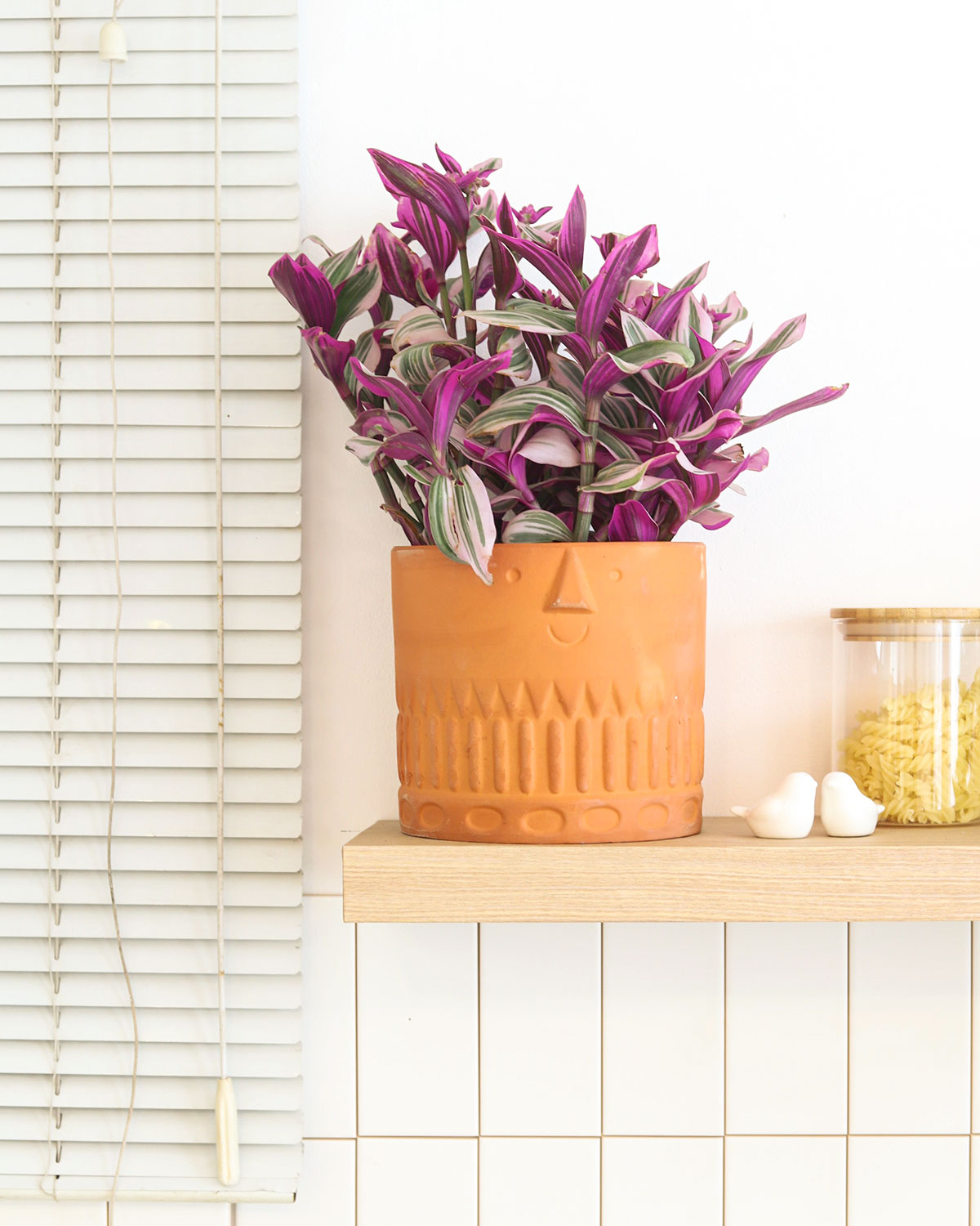 Tradescantia Nanouk, most beautiful houseplants, colorful houseplants, pink and purple foliage houseplants, bright light plants