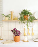 Tradescantia Nanouk, most beautiful houseplants, colorful houseplants, pink and purple foliage houseplants, bright light plants, indoor houseplant for sale