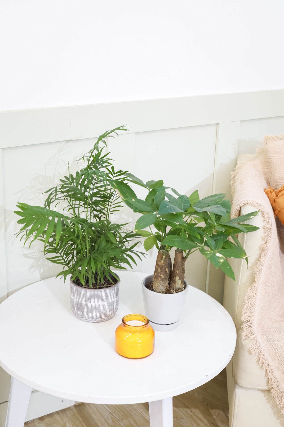 buy Neanthe Bella Palm with pot online, easy to care houseplant, indoor plant for home and office