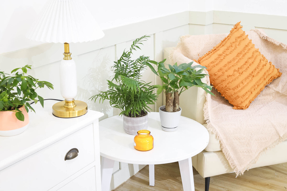 Buy Pachira Stump Money Tree online, Feng Shui Plants for your home, Find Air purifying houseplant