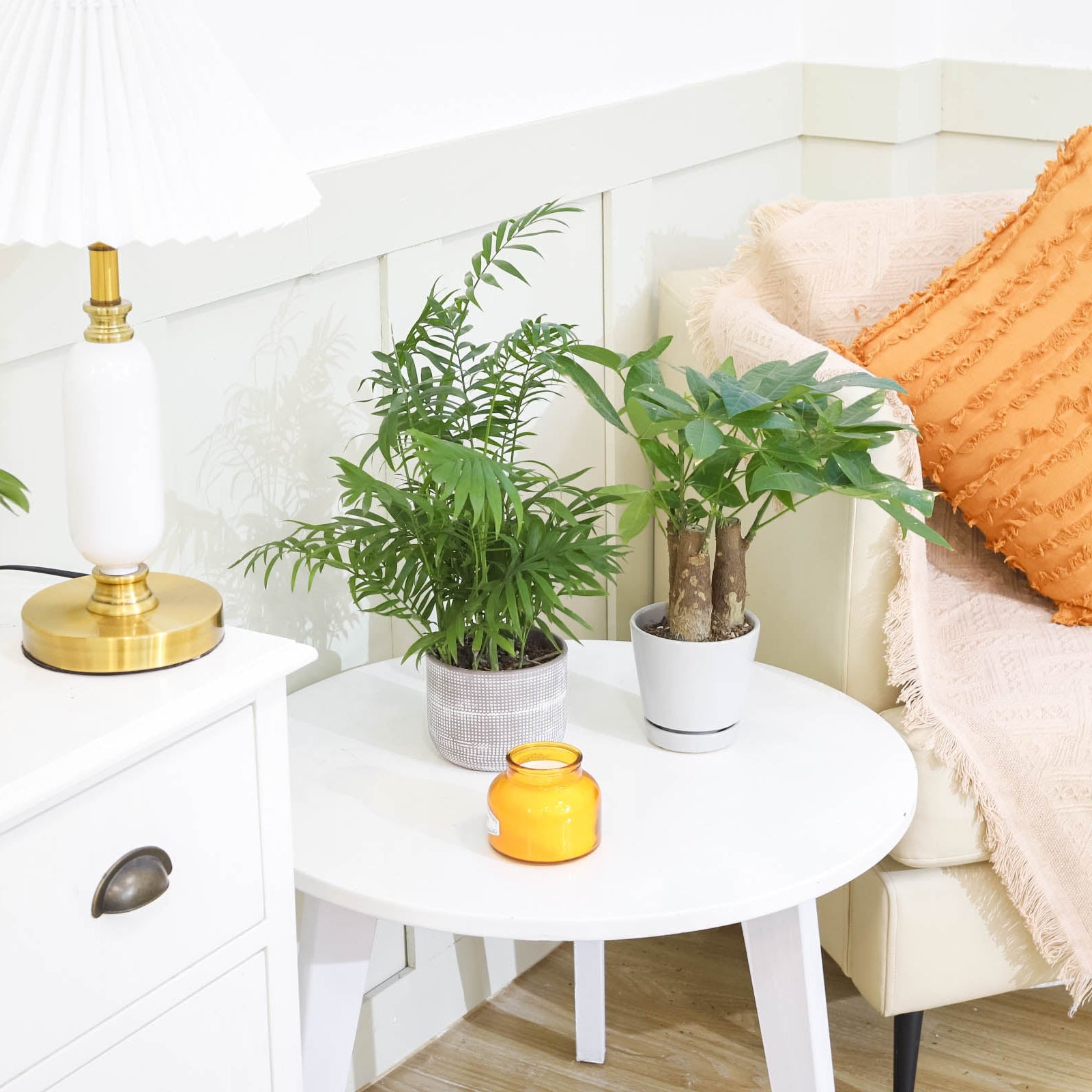 plant stand for money tree Pachira Stump Money Tree
