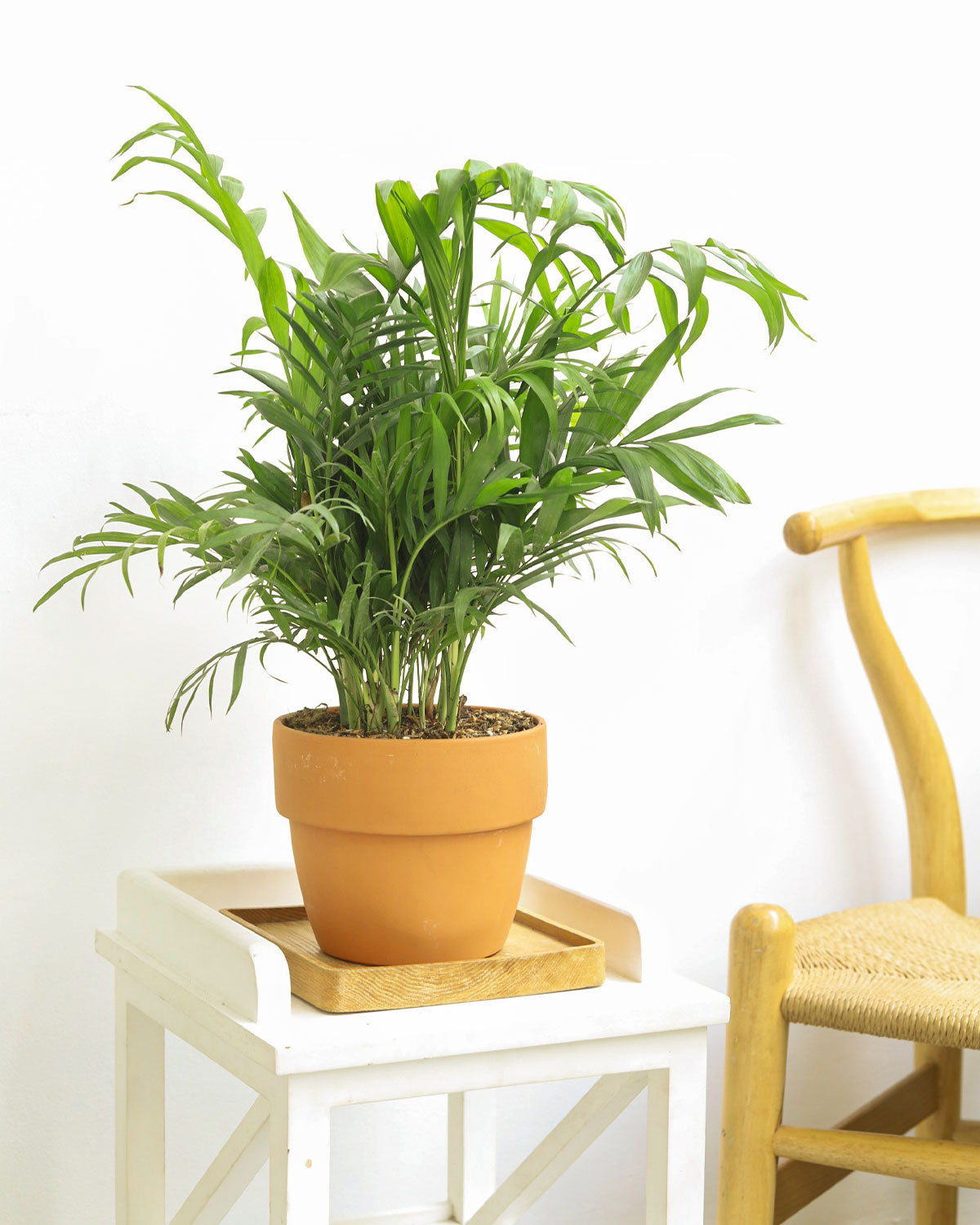 parlor palm, chamaedorea elegans, neanthe bella palm, parlor palm care, parlor palm plant, palm neanthe bella, neanthe bella palm care, parlor palm bloom, parlor palm flower, parlor palm blooms, palm parlor, tropical neanthe bella palm plant