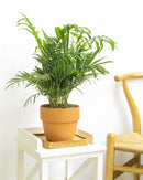 parlor palm growth rate, small parlor palm, parlor palm pet safe, how to take care of a parlor palm, full grown neanthe bella palm, parlor palm scientific name, parlor palm large, parlor palm full grown, care for parlor palm