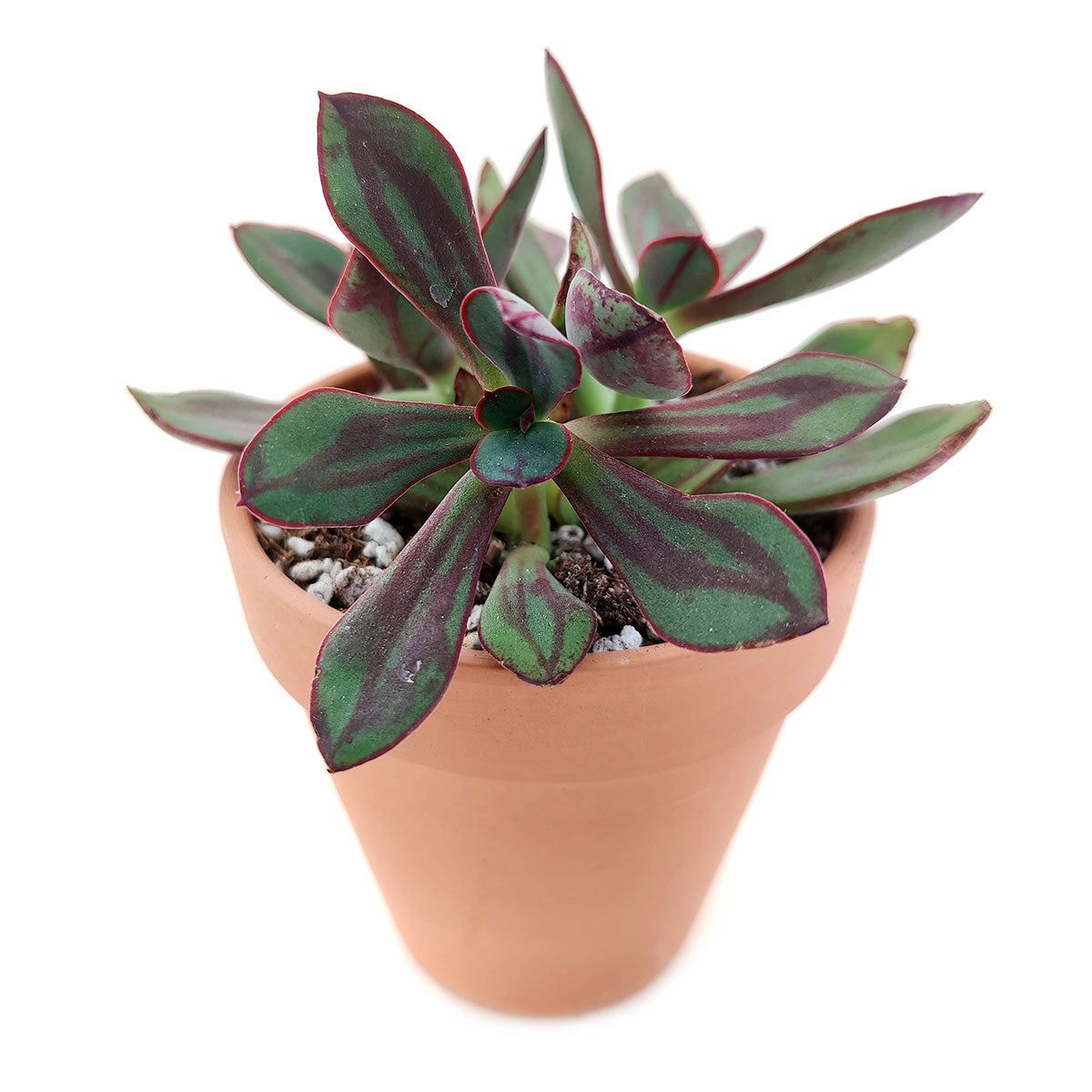 echeveria nodulosa succulent Painted Echeveria Nodulosa for Sale
