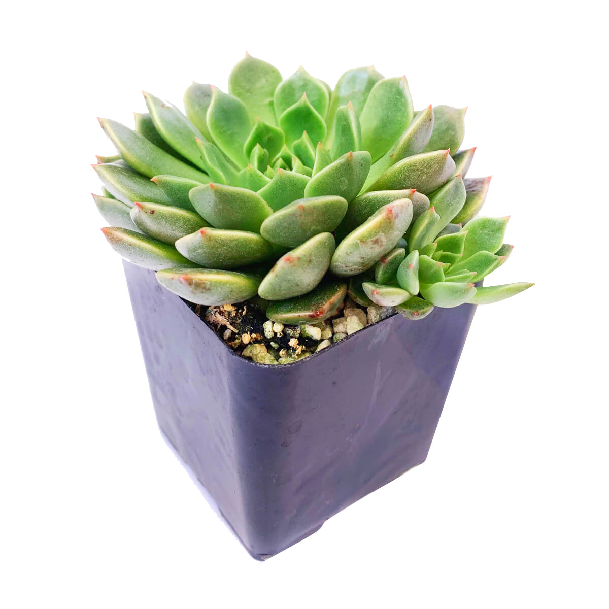graptoveria olivia succulent Graptoveria Olivia Echeveria Olivia Succulent Plant for Sale 2 inch / White Modern Pot by Succulents Box