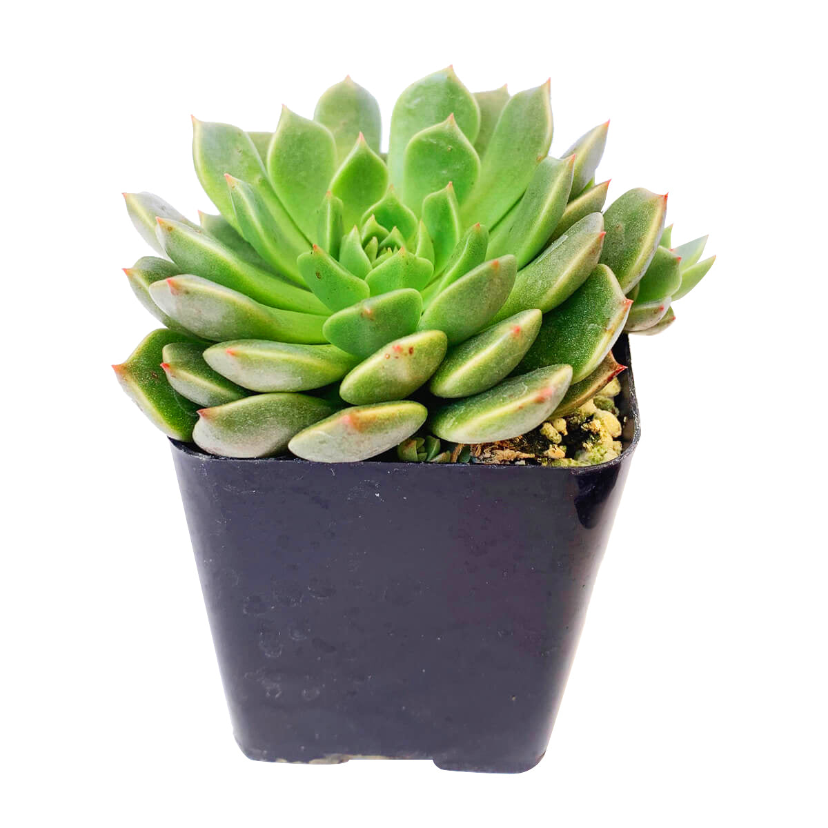 Graptoveria Olivia, succulents store in CA, succulent care tips, indoor succulents, succulents shop in California, cactus, succulent care guide, succulent plant, how to grow succulents, Graptoveria Olivia in California, How to grow Graptoveria Olivia, echeveria, echeveria succulent, echeveria types, succulent echeveria, buy succulents online, succulent shop, succulent store, echeveria plant