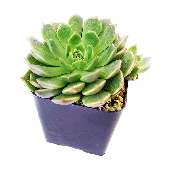 supia succulent Graptoveria Olivia Echeveria Olivia Succulent Plant for Sale 2 inch / White Modern Pot by Succulents Box