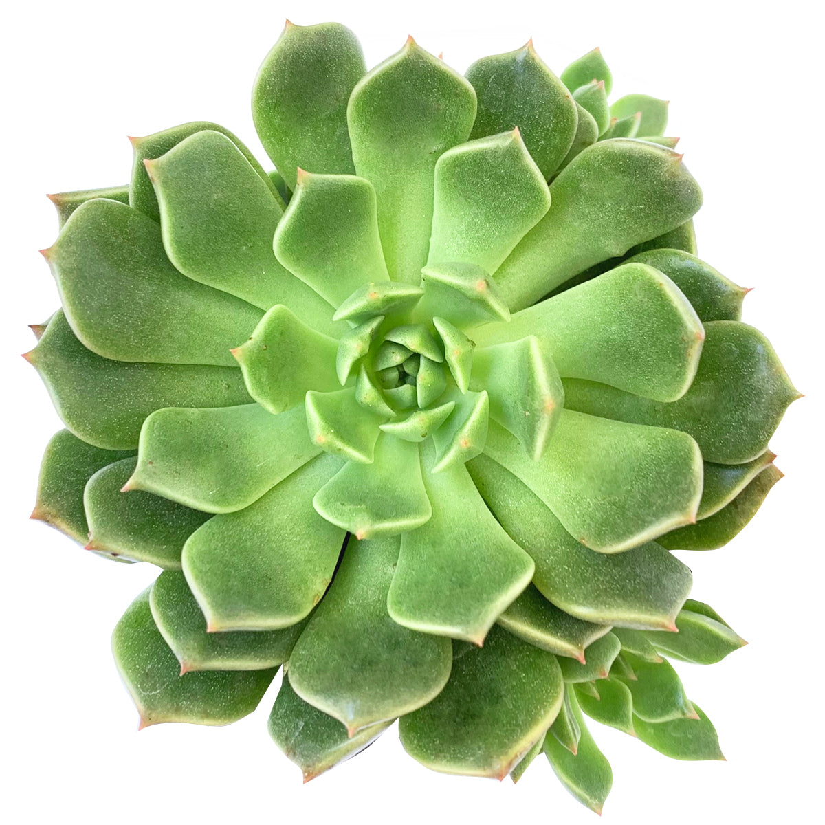 graptoveria olivia succulent Graptoveria Olivia Echeveria Olivia Succulent Plant for Sale 2 inch / White Modern Pot by Succulents Box