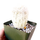 Espostoa lanata for sale, succulents shop in California, succulent care, succulent plant, Succulents shop near me, indoor succulents, succulent subscription, Succulents, how to grow succulents, Espostoa lanata in California, How to grow Espostoa lanata, cactus, cactus succulent, succulent cactus, cacti, cactus and succulents, succulents box, succulent shop, buy succulents online