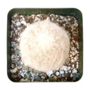 Espostoa lanata for sale, succulents shop in California, succulent care, succulent plant, Succulents shop near me, indoor succulents, succulent subscription, Succulents, how to grow succulents, Espostoa lanata in California, How to grow Espostoa lanata, cactus, cactus succulent, succulent cactus, cacti, cactus and succulents, succulents box, succulent shop, buy succulents online