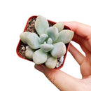 opalina succulent care RARE Graptoveria Opalina Purple Gem Succulent with Care Guide 2 inch / Bamboo Pot by Succulents Box