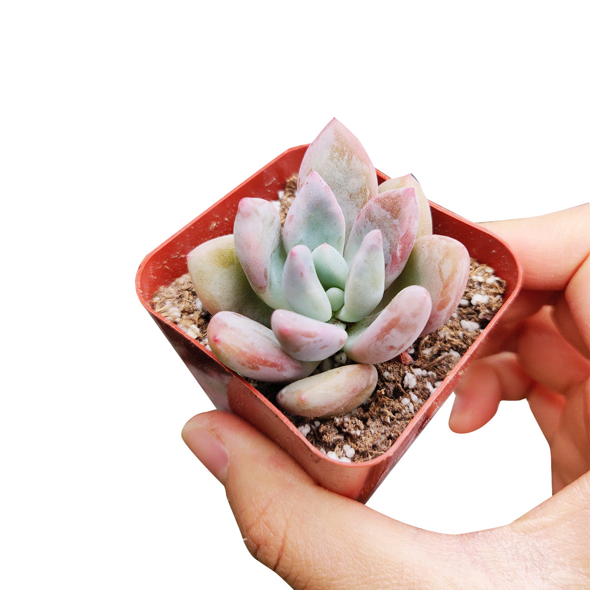 opal succulent plant RARE Graptoveria Opalina Purple Gem Succulent with Care Guide 2 inch / Bamboo Pot by Succulents Box