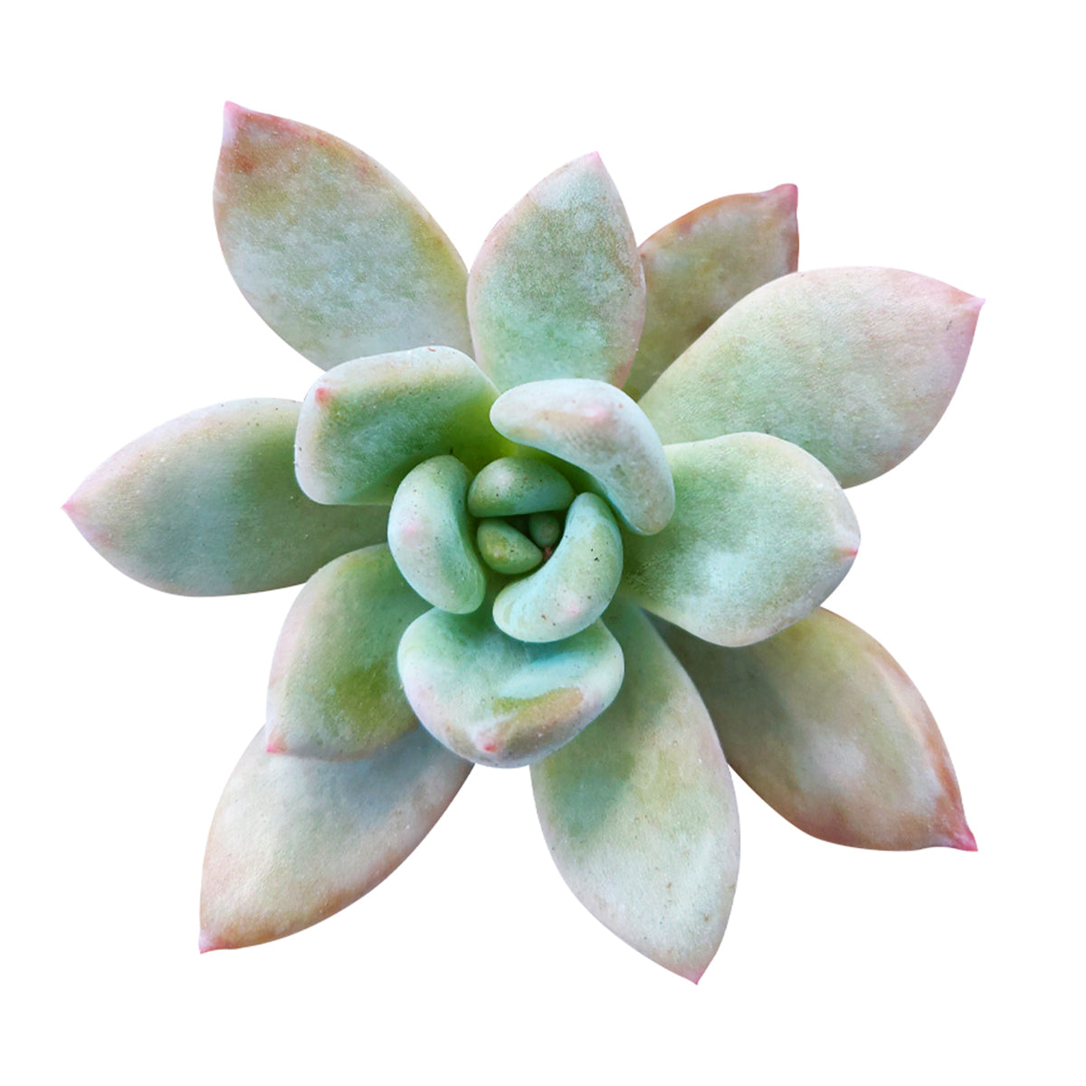 green and purple succulent RARE Graptoveria Opalina Purple Gem Succulent with Care Guide 2 inch / Bamboo Pot by Succulents Box