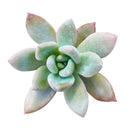 How to care for Graptoveria Opalina Succulent, How to make your succulent purple, How to change succulent color, How to make Graptoveria Opalina turn purple, Succulent turning purple, How to make succulents change color, How to grow colorful succulents, rare succulents, rare succulents for sale, unique succulents, buy succulents online, rare succulent, succulent shop, unusual succulents, succulent store, succulents online