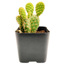 Opuntia Rufida Minima Mini Cinnamon Cactus for sale, How to care for Opuntia Rufida Minima Cinnamon Cactus, Succulent Care Guide, Rare Cactus for Gift Ideas, Miniature Prickly Pear Cactus for sale, cactus, cactus succulent, succulent cactus, cacti, cactus and succulents, succulents box, succulent shop, buy succulents online
