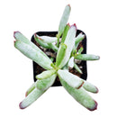 Succulents shop near me, succulents shop in California, succulent subscription, Cotyledon orbiculata in California, How to grow Cotyledon orbiculata