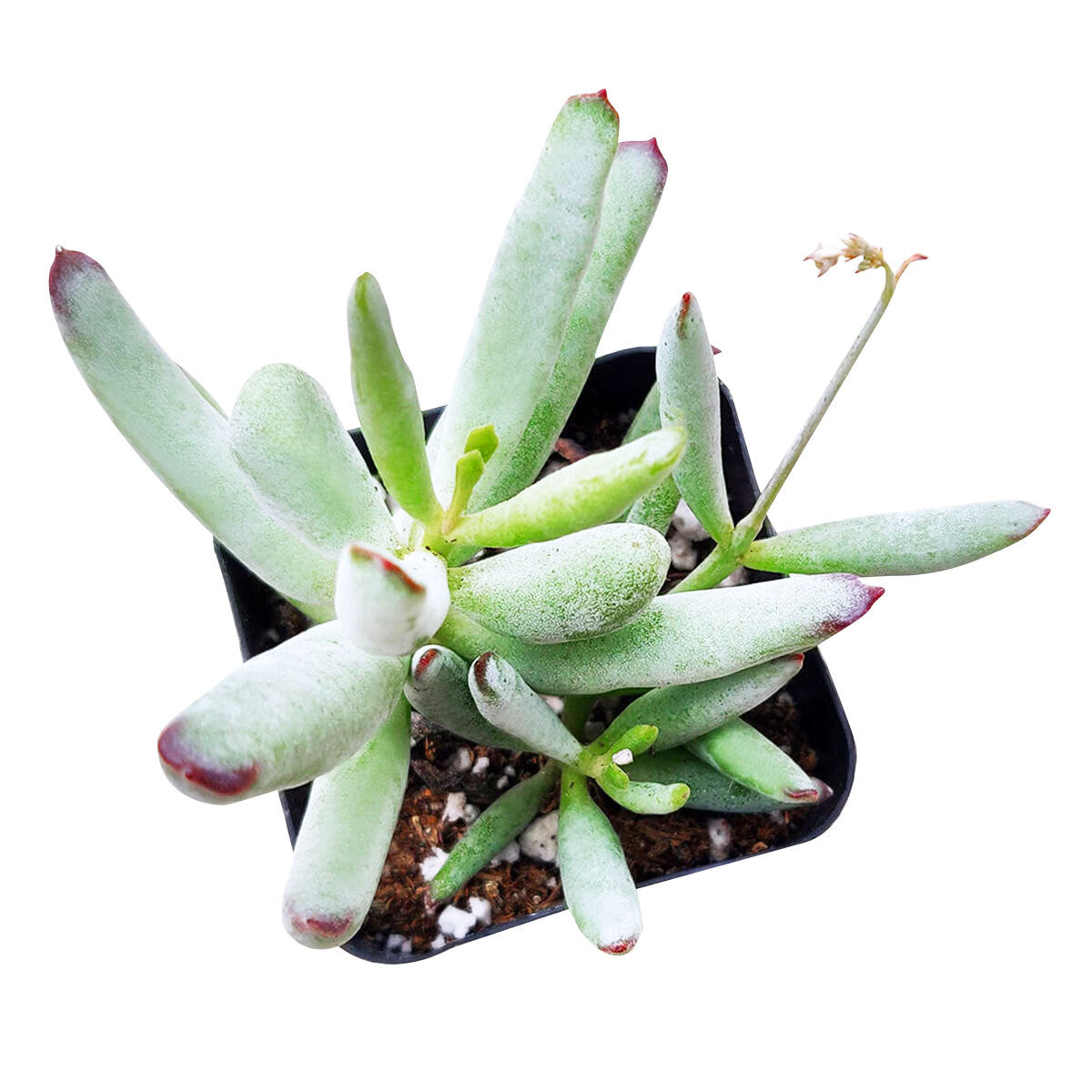 Cotyledon orbiculata var. flanaganii, succulent care tips, indoor succulents, monthly succulents, Succulents, succulent care guide, Succulents shop near me, succulents shop in California, succulent subscription, Cotyledon orbiculata in California, How to grow Cotyledon orbiculata