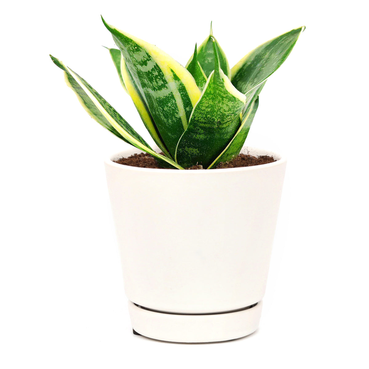 sansevieria houseplant, snake plant for sale, Sancevieria Ocean Star, Mother-In-Law&#39;s Tongue, easy to care houseplant for beginners, low light houseplant