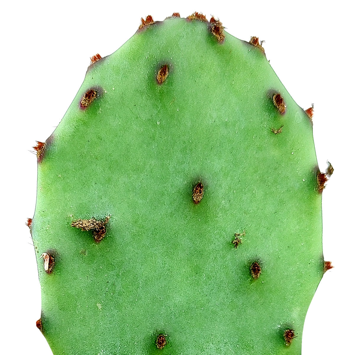 transplant prickly pear cactus Tulip Prickly Pear Cactus | Succulent Care Instruction
