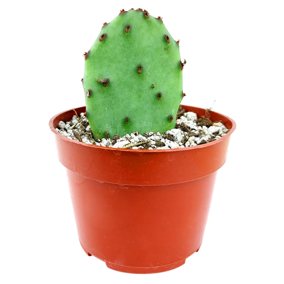 buy prickly pear cactus online Tulip Prickly Pear Cactus | Succulent Care Instruction