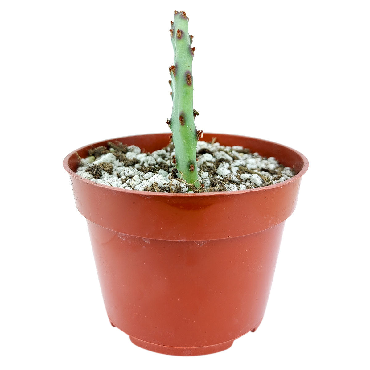 silly succulent prickly pear cactus Tulip Prickly Pear Cactus | Succulent Care Instruction