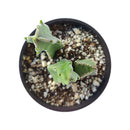 succulent for sale, rare succulents, rare succulents for sale, unique succulents, buy succulents online, rare succulent, succulent shop, unusual succulents, succulent store, succulents online