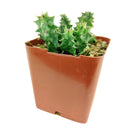 Orbea Variegata Succulent, Starfish cactus, Toad cactus, live cactus for sale, unique cactus for gift ideas, succulents for sale, rare succulents, rare succulents for sale, unique succulents, buy succulents online, rare succulent, succulent shop, unusual succulents, succulent store, succulents online