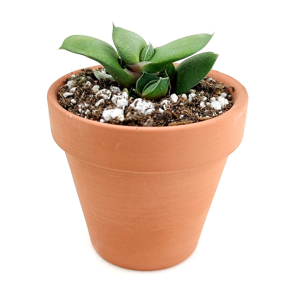 tongue plant succulent Gasteria Ox Tongue Succulent Plant with Care Guide