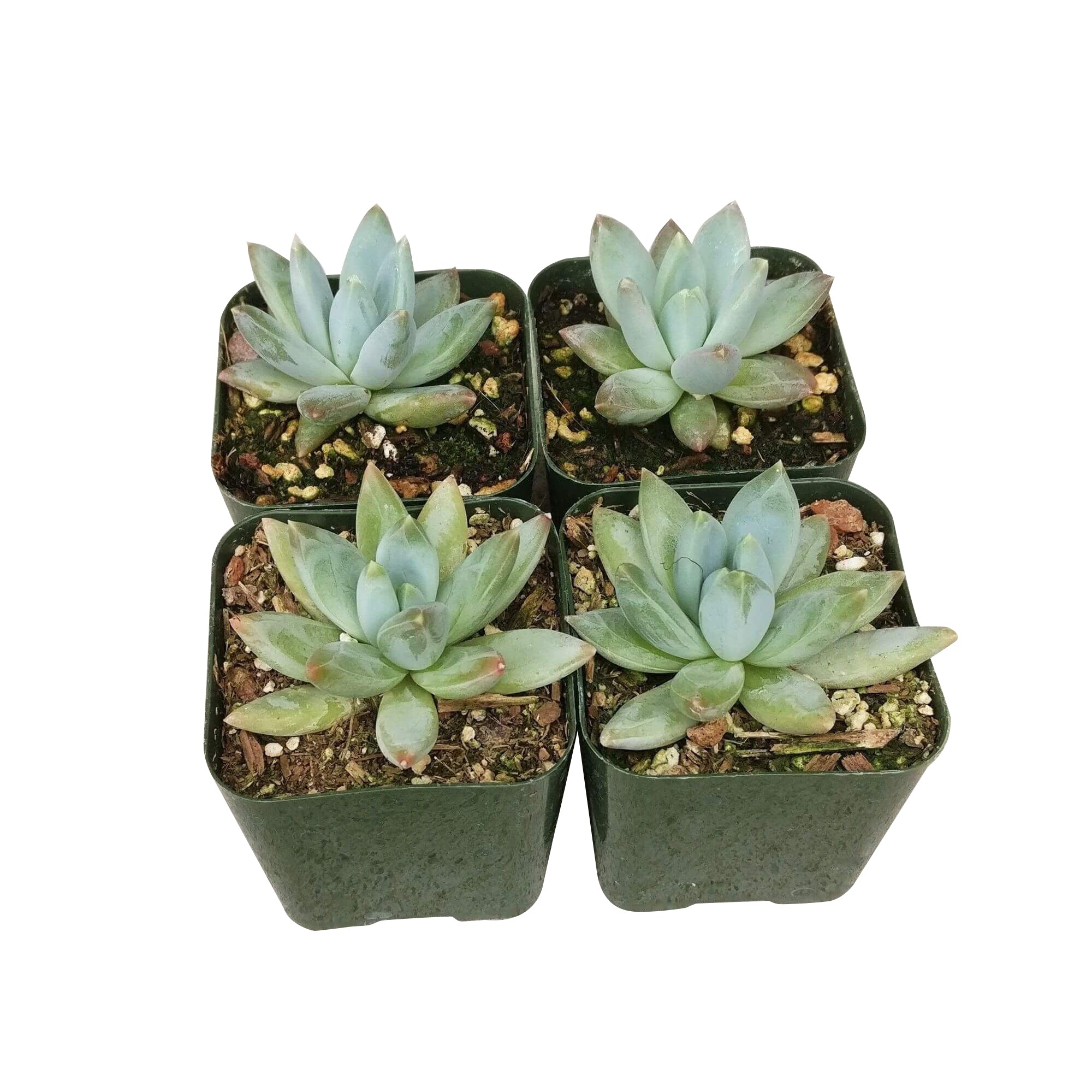 pachyveria glauca little jewel succulent Pachyveria Little Jewel Glauca Succulent