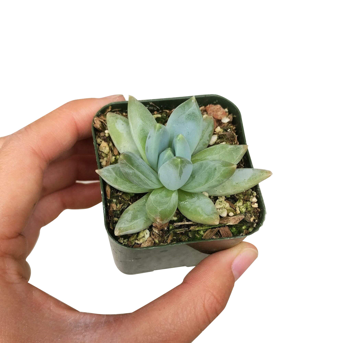 pachyveria glauca for sale, succulents shop in California, cactus, Rare succulents, indoor succulents, how to grow succulents, succulent care, succulent care guide, Succulents shop near me, pachyveria glauca in California, How to grow pachyveria glauca, rare succulents, rare succulents for sale, unique succulents, buy succulents online, rare succulent, succulent shop, unusual succulents, succulent store, succulents online