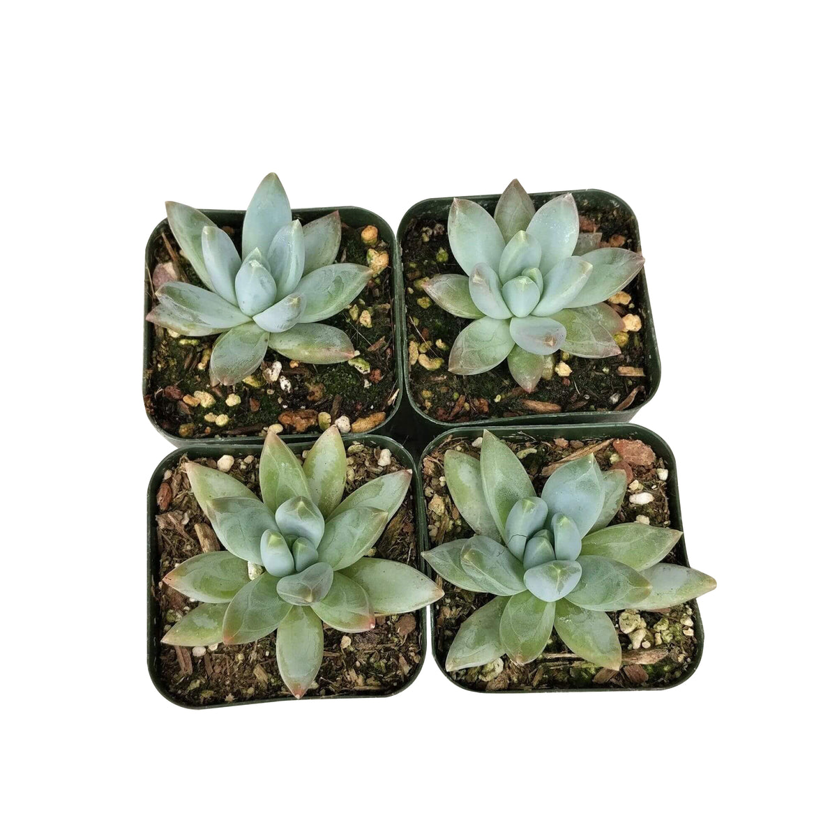 pachyveria glauca for sale, succulents shop in California, cactus, Rare succulents, indoor succulents, how to grow succulents, succulent care, succulent care guide, Succulents shop near me, pachyveria glauca in California, How to grow pachyveria glauca, rare succulents, rare succulents for sale, unique succulents, buy succulents online, rare succulent, succulent shop, unusual succulents, succulent store, succulents online