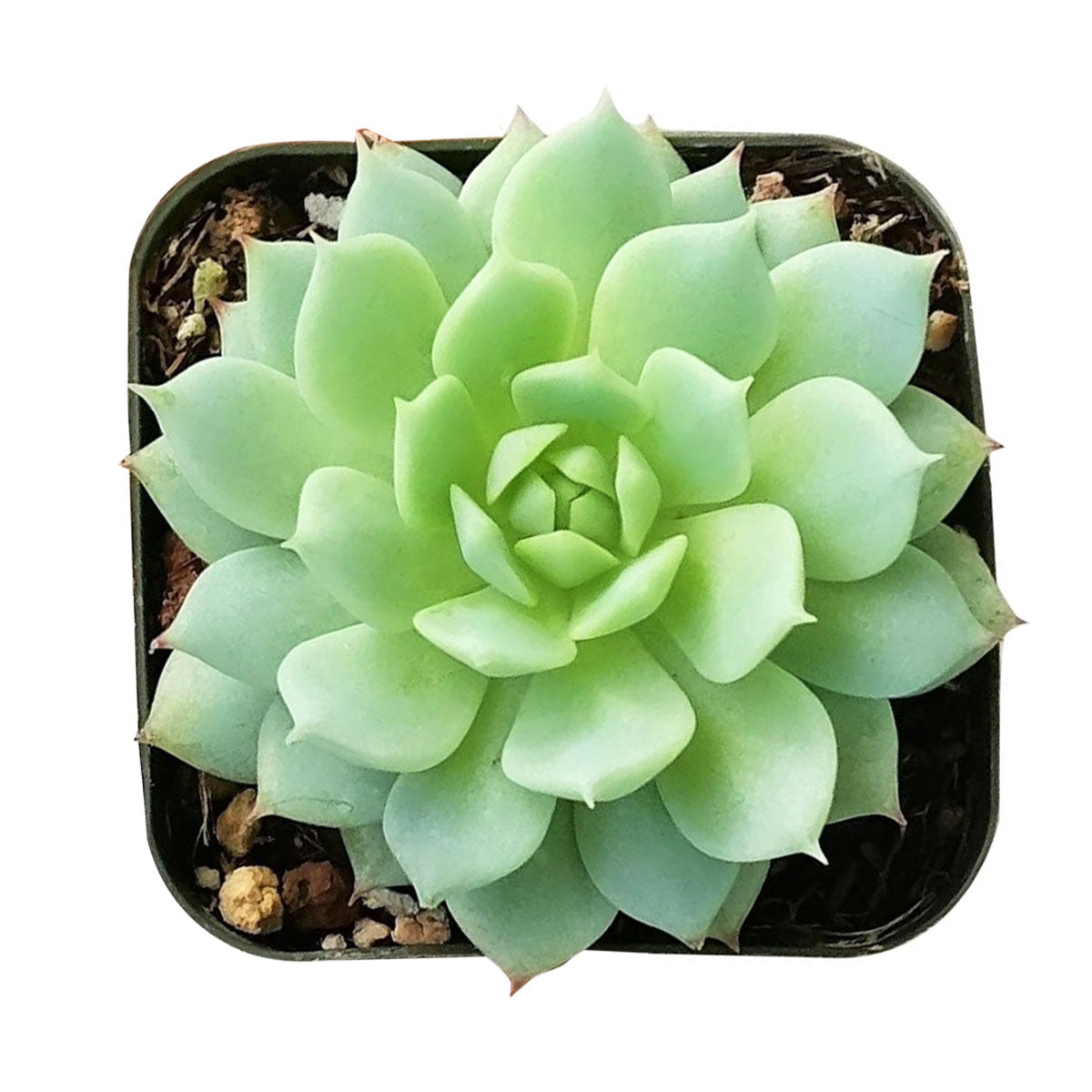 Echeveria painted lady for sale, Succulents shop near me, Rare succulents, succulent care, succulents shop in California, Succulents, Echeveria painted lady in California, How to grow Echeveria painted lady, Thanksgiving succulents gift, Easter succulents idea, Growing succulents for thanksgiving, echeveria, echeveria succulent, echeveria types, succulent echeveria, buy succulents online, succulent shop, succulent store, echeveria plant, indoor succulents