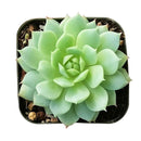 Echeveria Painted Lady