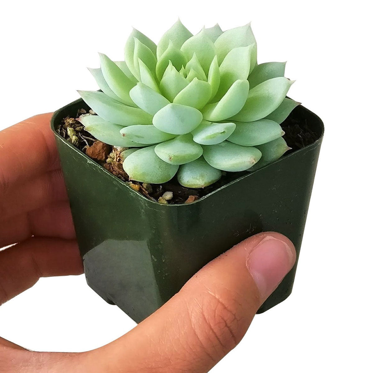 leucadia succulents Echeveria Painted Lady - Easy To Care For Succulents
