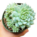 Echeveria Painted Lady