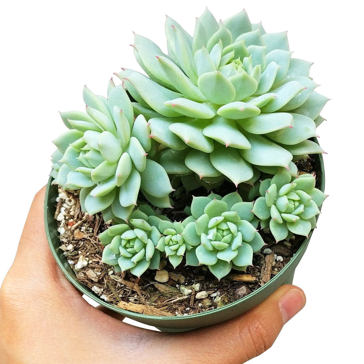 the succulent lady Echeveria Painted Lady - Easy To Care For Succulents