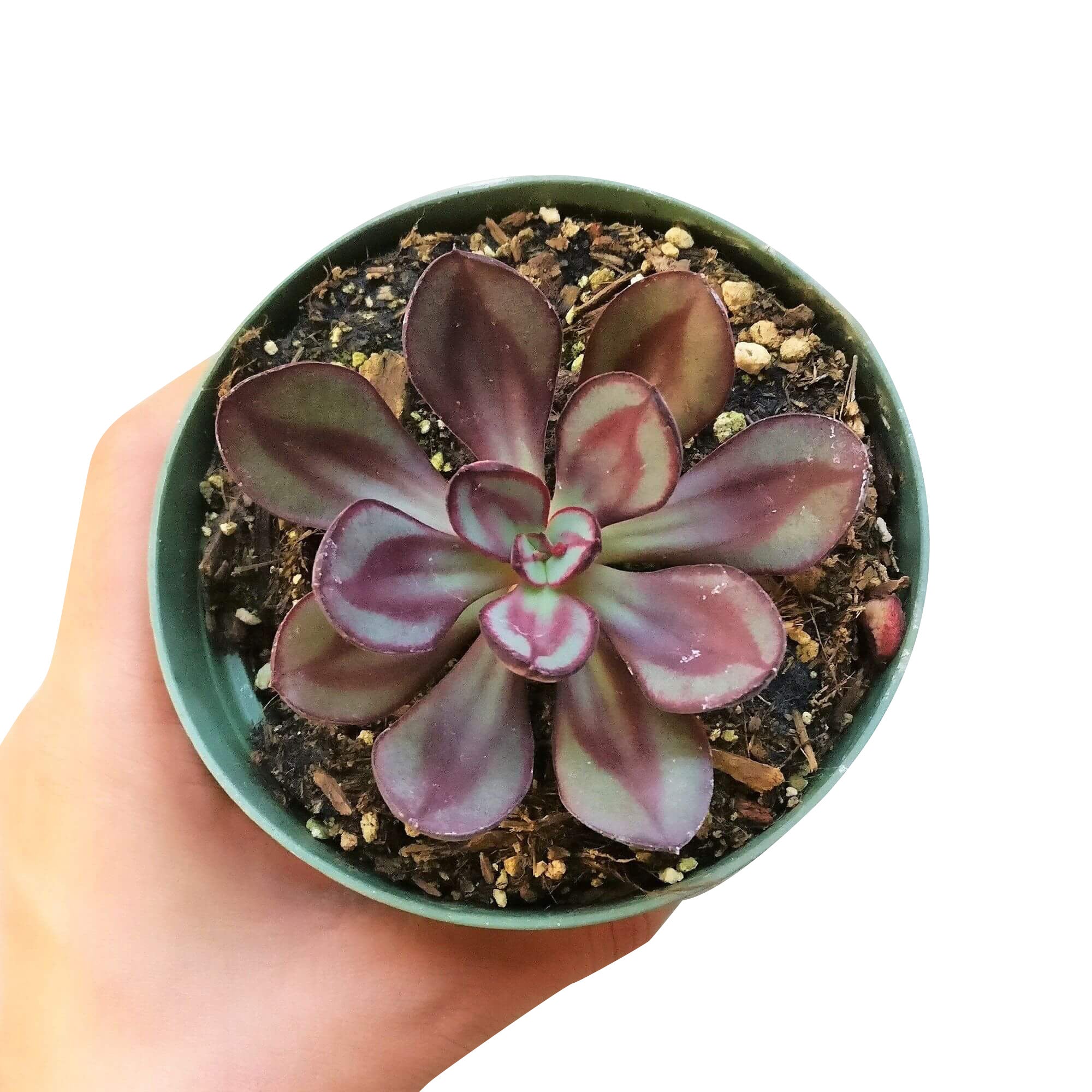 painted echeveria succulent Painted Echeveria Nodulosa for Sale