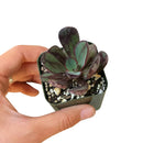 Echeveria gift for thanksgiving, Easter eggs echeveria, echeveria, echeveria succulent, echeveria types, succulent echeveria, buy succulents online, succulent shop, succulent store, echeveria plant, indoor succulents