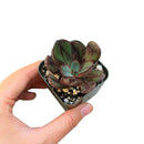 Echeveria gift for thanksgiving, Easter eggs echeveria, echeveria, echeveria succulent, echeveria types, succulent echeveria, buy succulents online, succulent shop, succulent store, echeveria plant, indoor succulents