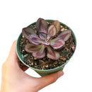 Echeveria gift for thanksgiving, Easter eggs echeveria, echeveria, echeveria succulent, echeveria types, succulent echeveria, buy succulents online, succulent shop, succulent store, echeveria plant, indoor succulents