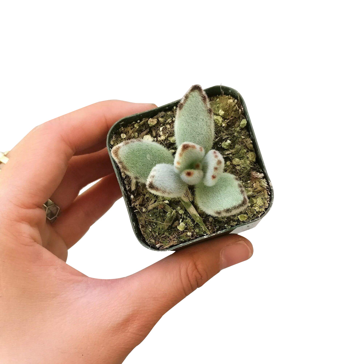 Kalanchoe Tomentosa for sale, succulent plant, cactus, succulent care guide, succulent care tips, Succulents, succulent care, monthly succulents, succulent subscription, Kalanchoe Tomentosa in California, How to grow Kalanchoe Tomentosa. indoor succulents.