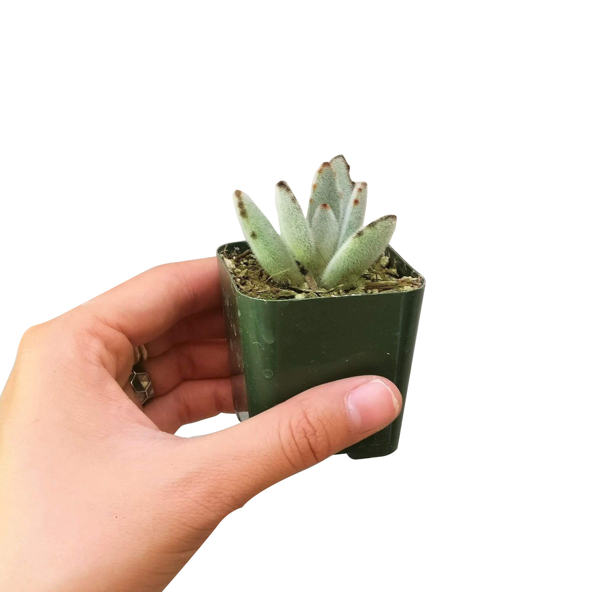 Kalanchoe Tomentosa for sale, succulent plant, cactus, succulent care guide, succulent care tips, Succulents, succulent care, monthly succulents, succulent subscription, Kalanchoe Tomentosa in California, How to grow Kalanchoe Tomentosa. indoor succulents.