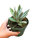 Kalanchoe Tomentosa for sale, succulent plant, cactus, succulent care guide, succulent care tips, Succulents, succulent care, monthly succulents, succulent subscription, Kalanchoe Tomentosa in California, How to grow Kalanchoe Tomentosa. indoor succulents