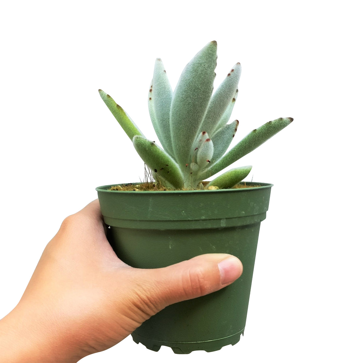 Kalanchoe Tomentosa for sale, succulent plant, cactus, succulent care guide, succulent care tips, Succulents, succulent care, monthly succulents, succulent subscription, Kalanchoe Tomentosa in California, How to grow Kalanchoe Tomentosa. indoor succulents.