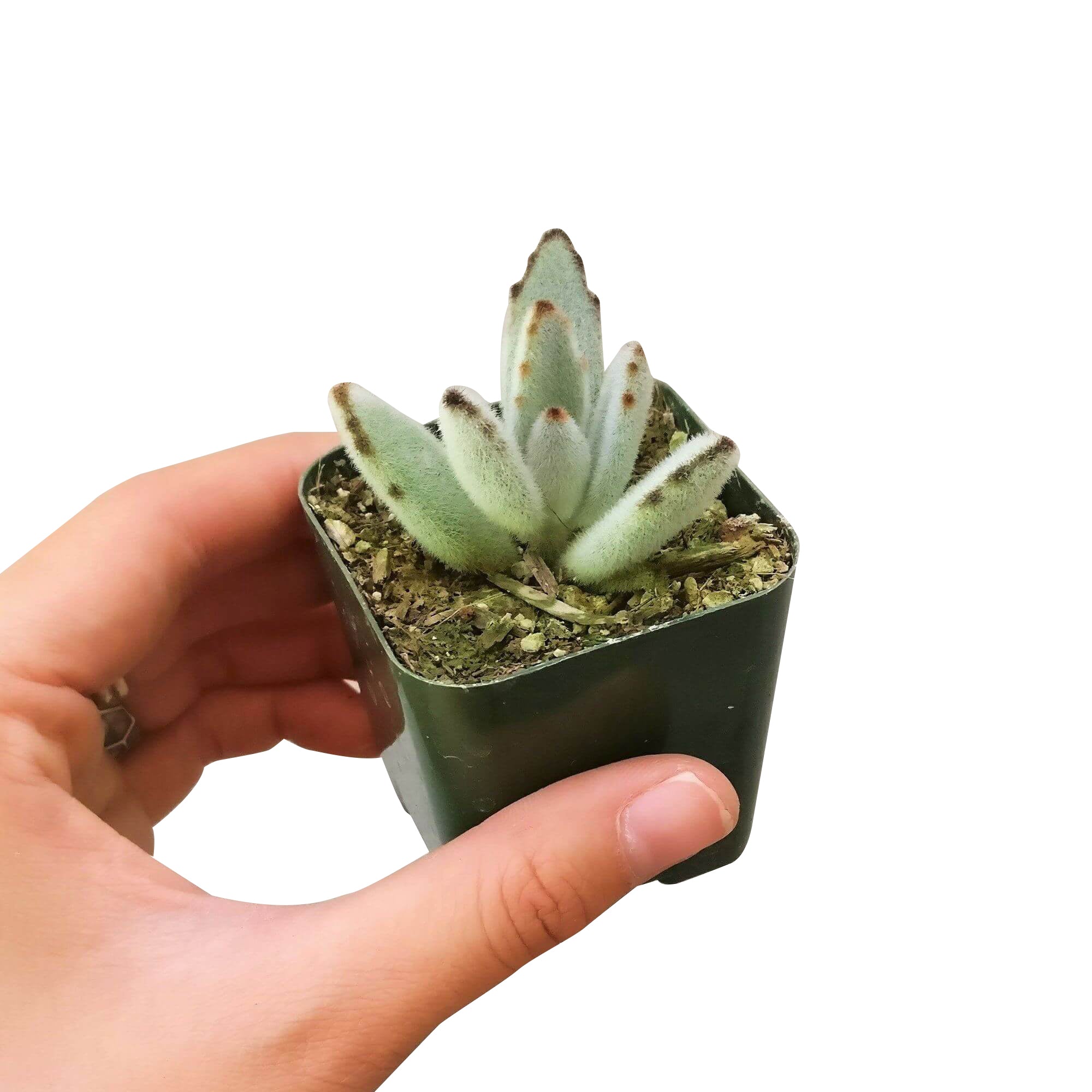 panda plant succulent Panda Plant Kalanchoe 2 inch / Plastic Pot